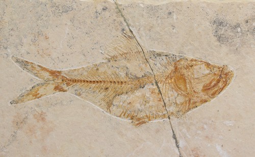Pesce diplomystus birdi - pesce,,